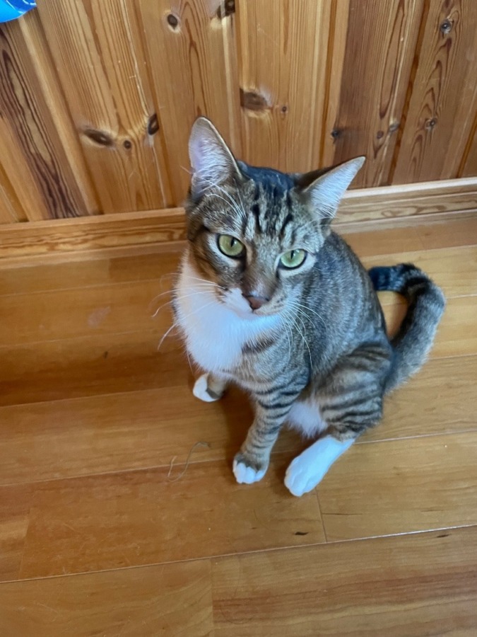 しあわせセラピー