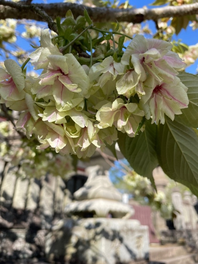 しあわせセラピー