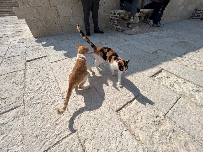 しあわせセラピー