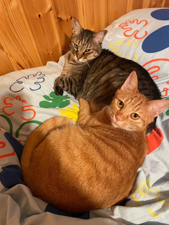 しあわせセラピー