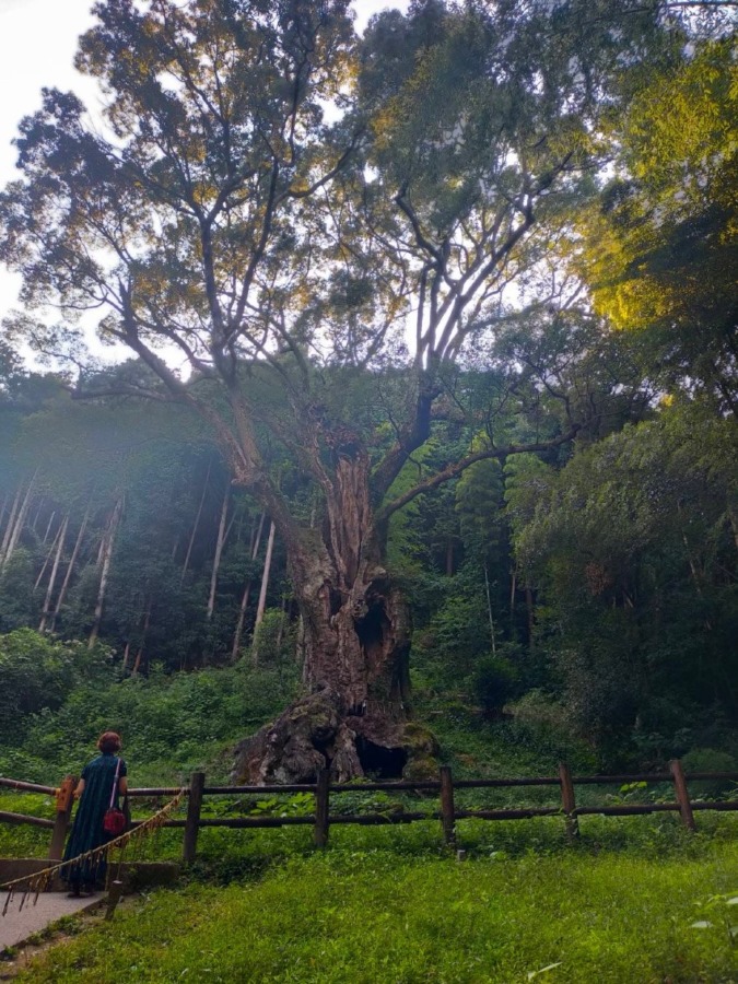 佐賀県✨武雄神社⛩武雄の大楠🌳
