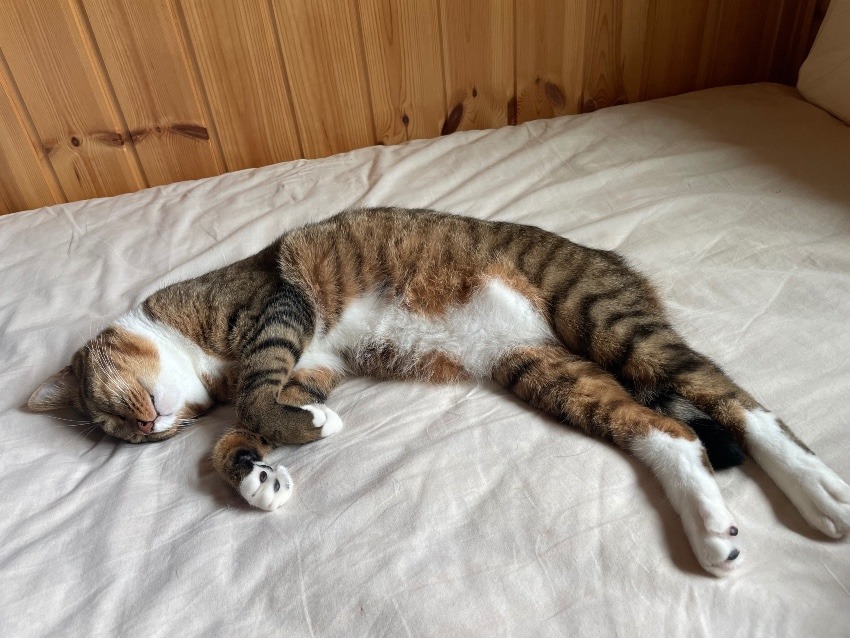 しあわせセラピー