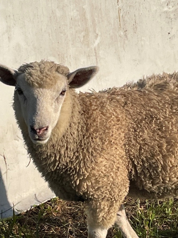 しあわせセラピー