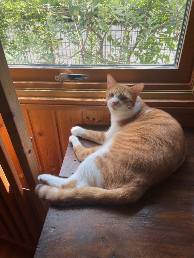 しあわせセラピー