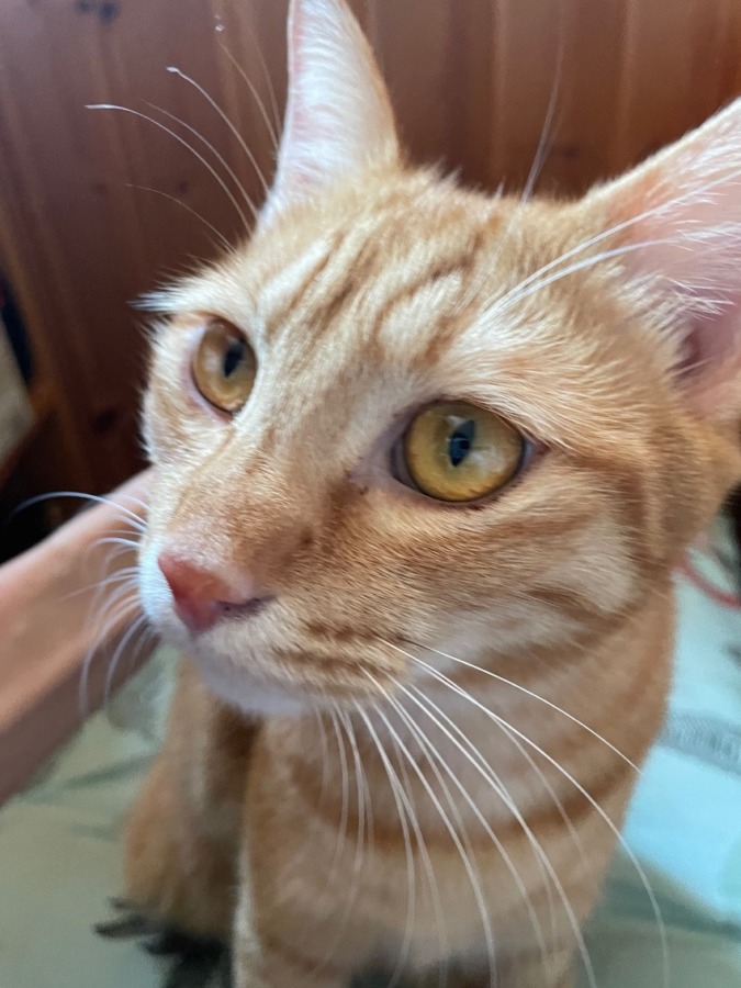 しあわせセラピー