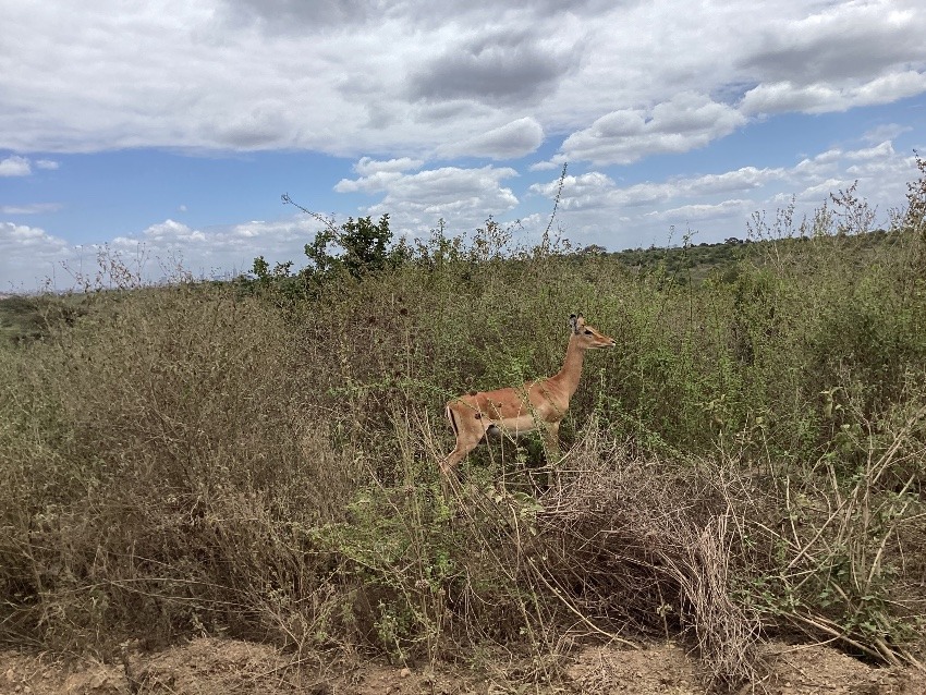 しあわせセラピー