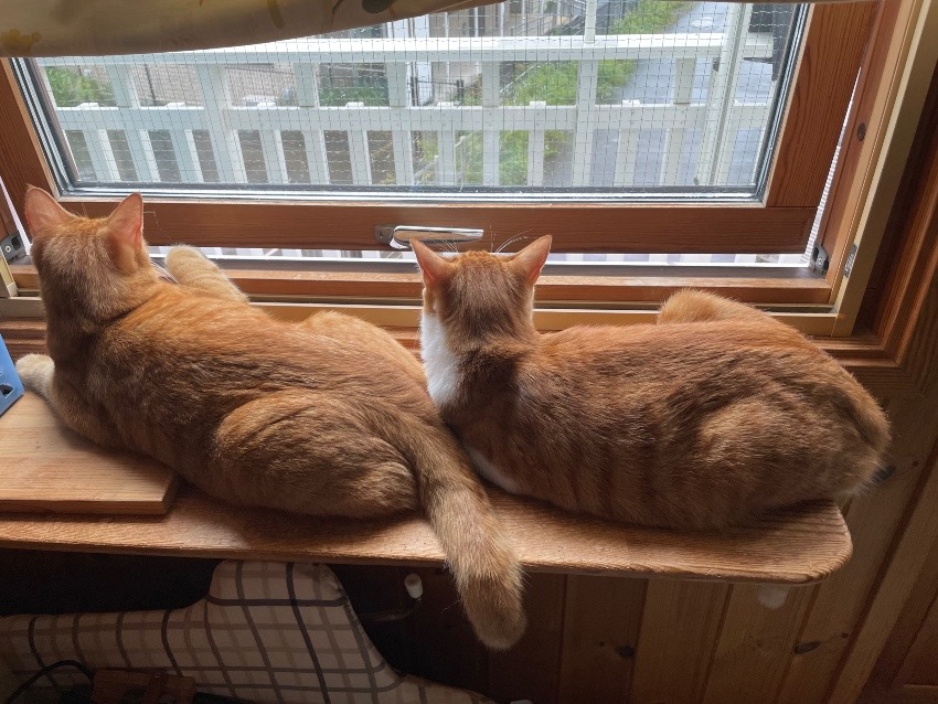 しあわせセラピー