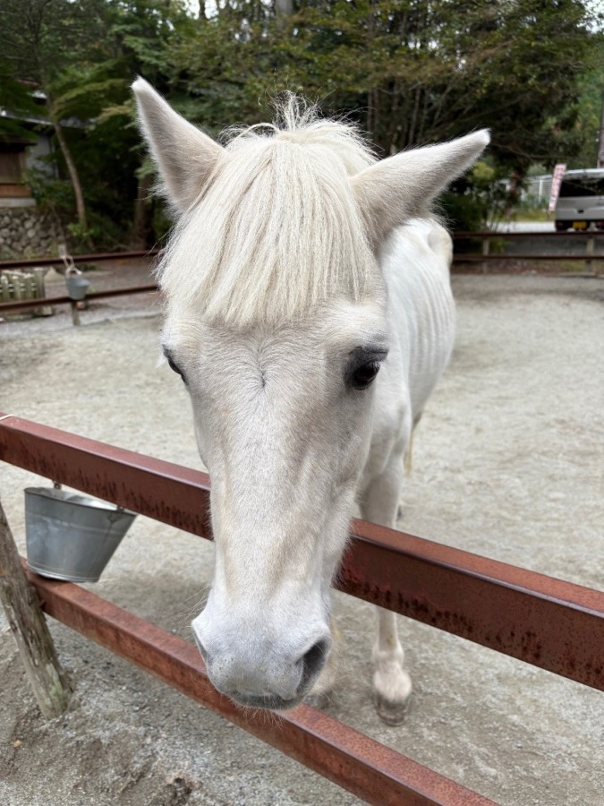 丹生川上神社下社⛩しろちゃん 大好き♥️