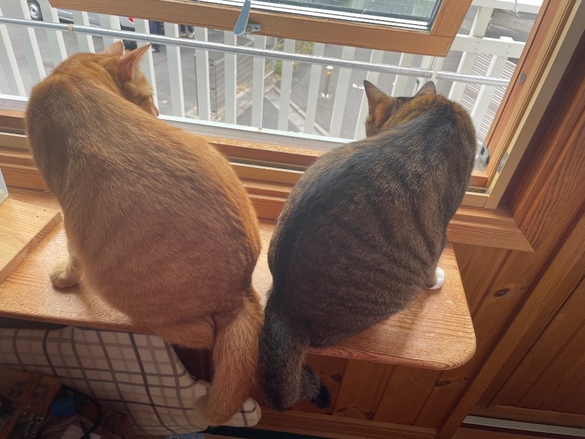 しあわせセラピー