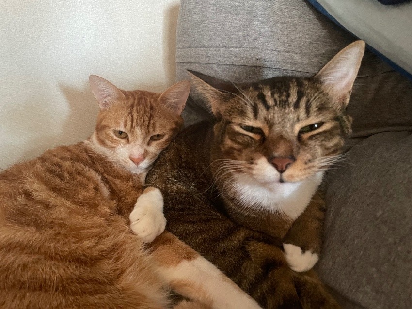 しあわせセラピー