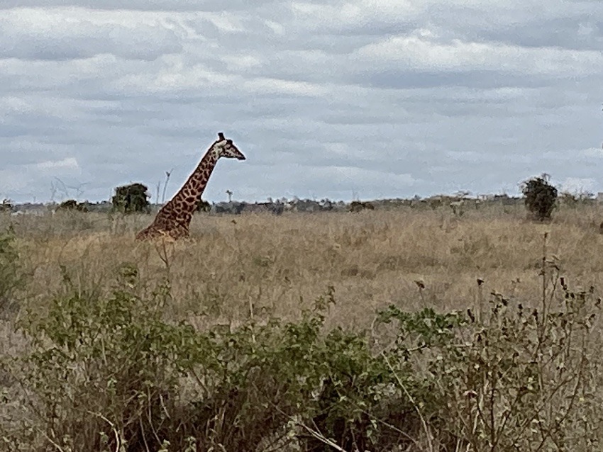 しあわせセラピー