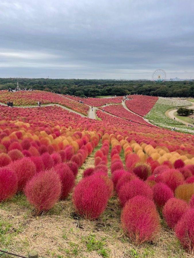 しあわせセラピー