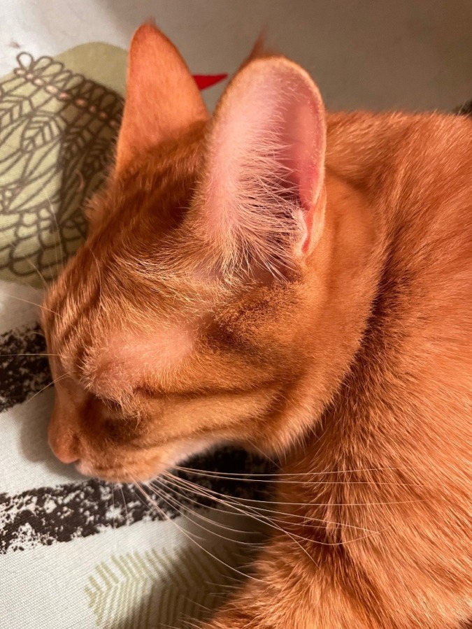 しあわせセラピー