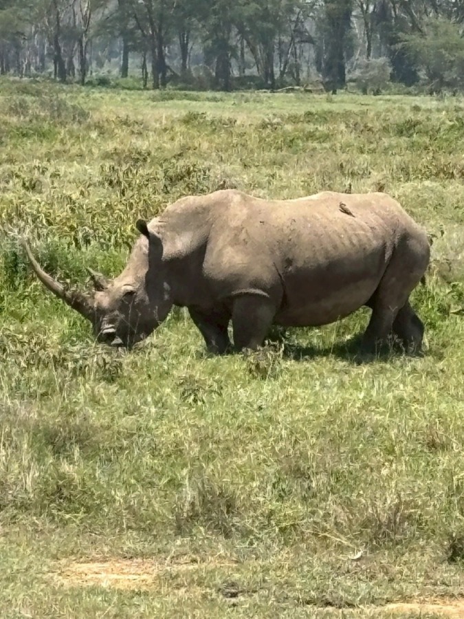 しあわせセラピー