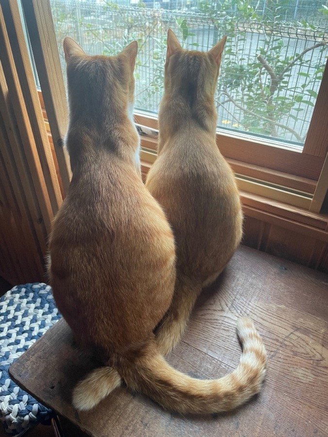 しあわせセラピー