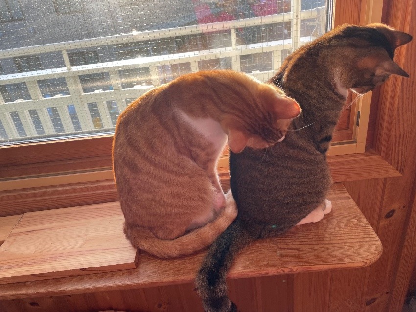 しあわせセラピー