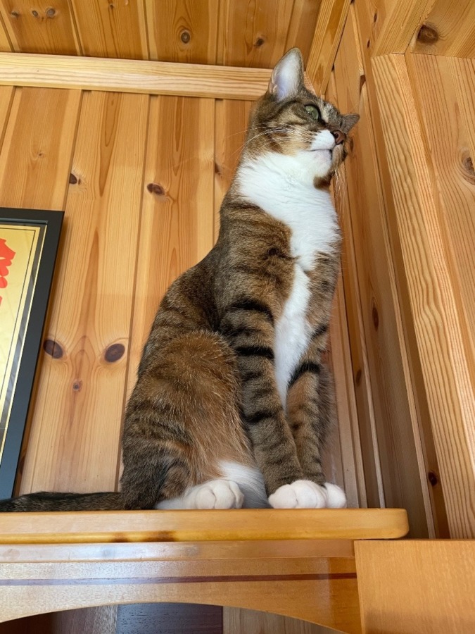 しあわせセラピー