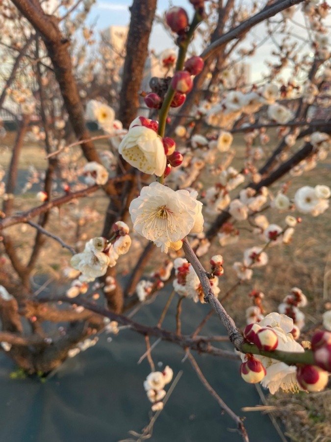 しあわせセラピー