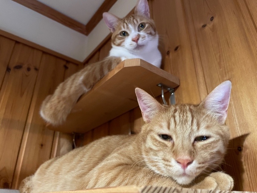 しあわせセラピー