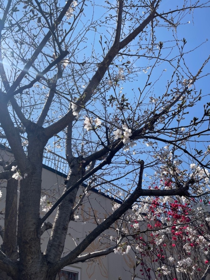 しあわせセラピー