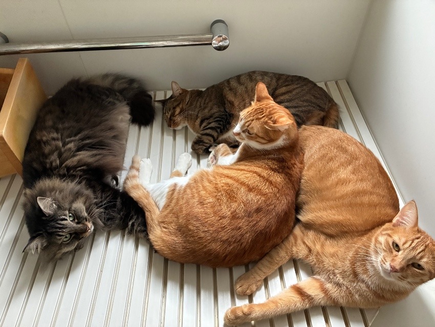 しあわせセラピー