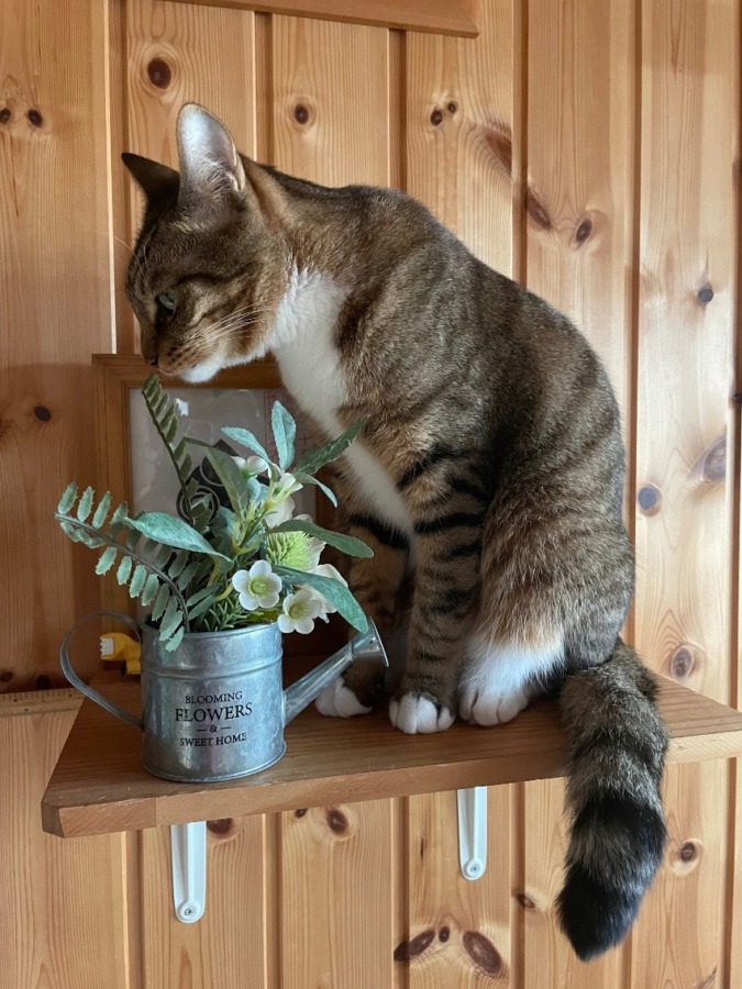 しあわせセラピー